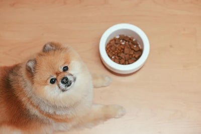 Manque d'appétit chez le chien - que faire ?
