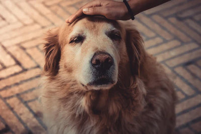 Comment soutenir ton chien épileptique