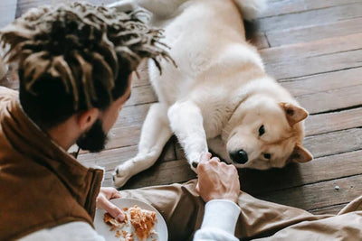 Une alimentation saine pour le chien : de quoi a besoin ton ami à quatre pattes ?